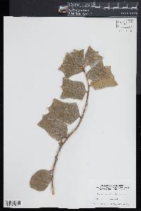 Ilex cornuta image