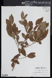 Ilex laevigata image