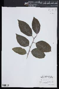 Ilex macrocarpa image