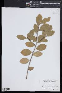 Ilex vomitoria image