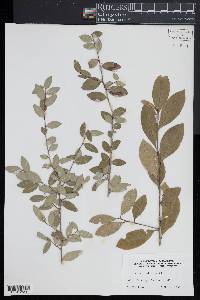 Ilex vomitoria image