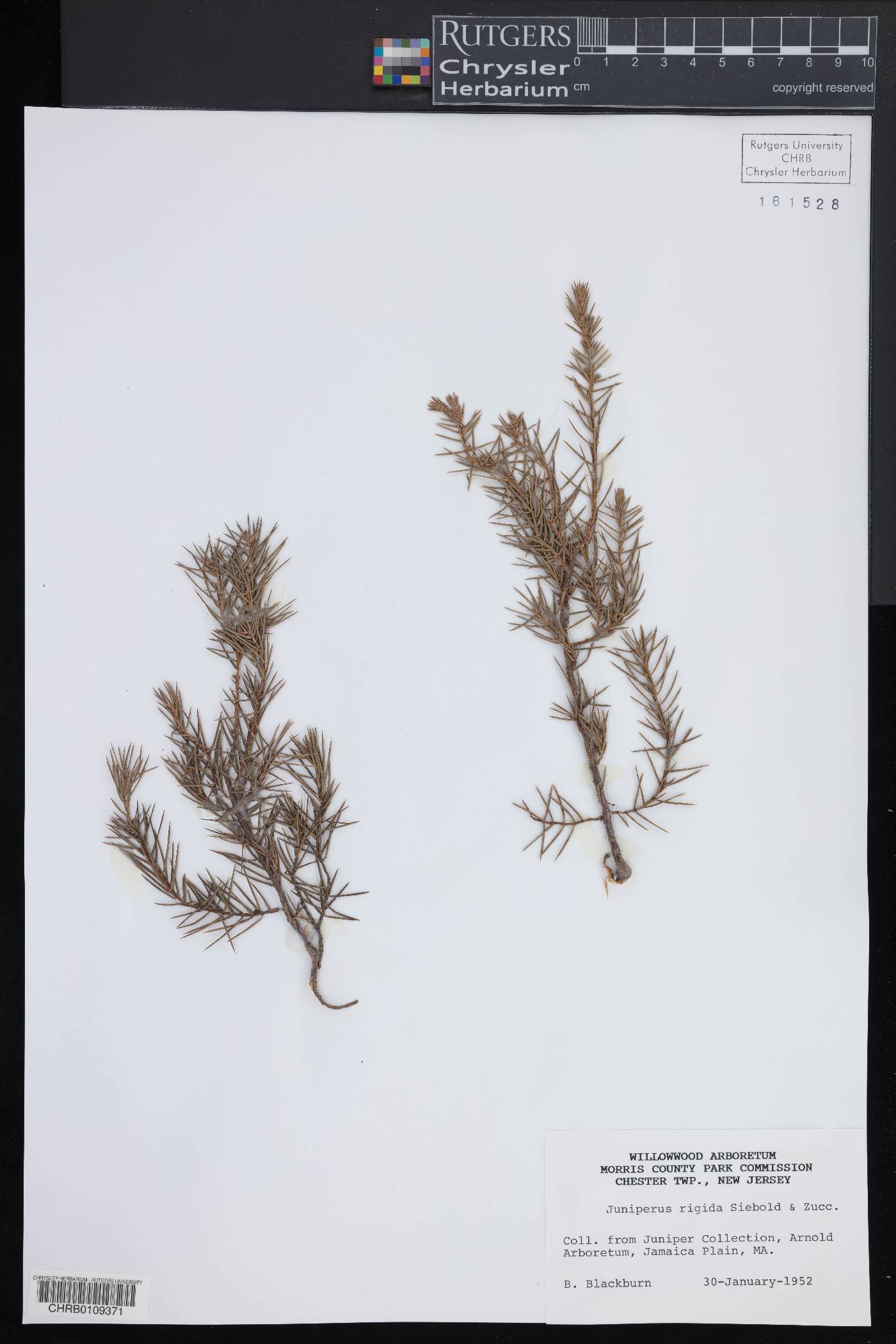 Juniperus rigida image