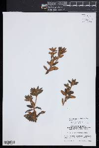 Rhododendron groenlandicum image