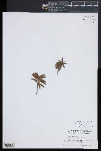 Rhododendron tomentosum image