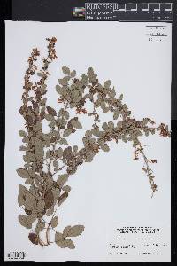 Lespedeza japonica image