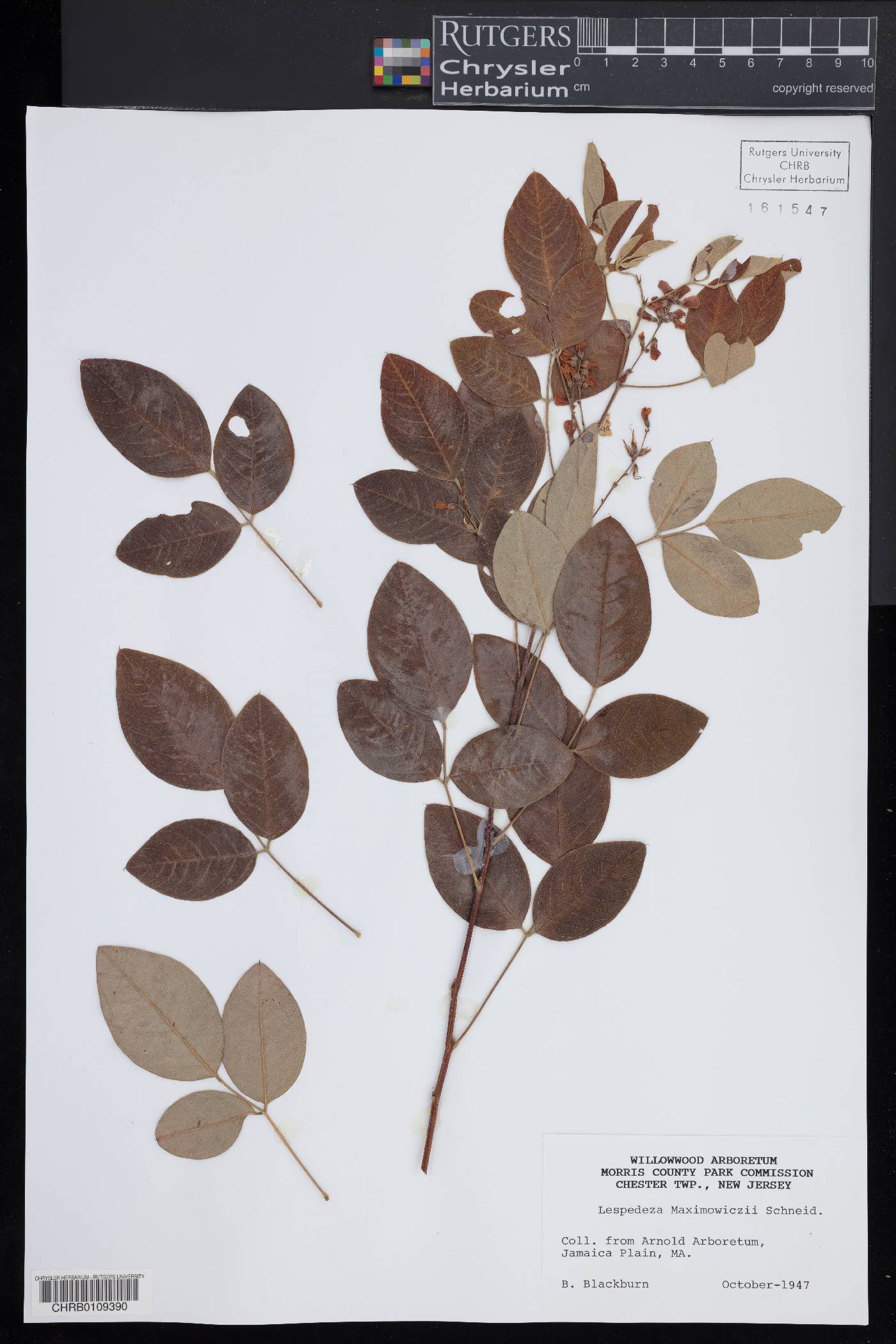Lespedeza maximowiczii image