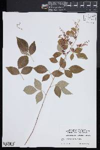 Lespedeza maximowiczii image