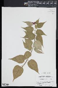 Leycesteria formosa image