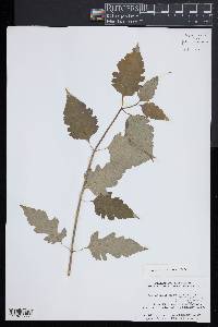 Leycesteria formosa image