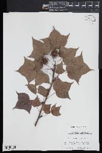 Liquidambar formosana image