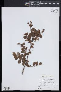 Loropetalum chinense image