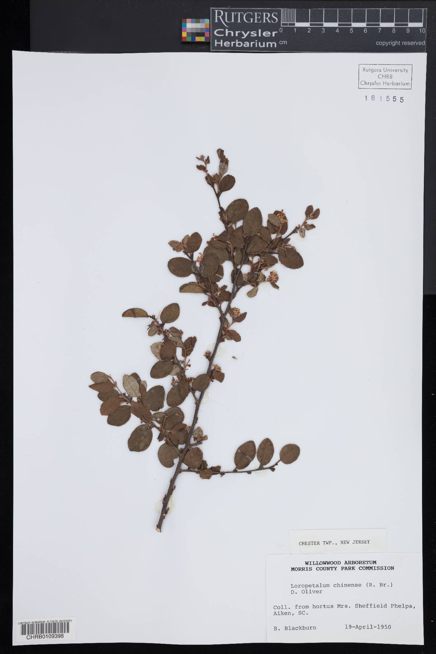 Loropetalum chinense image