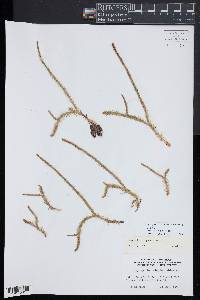 Lycopodiella alopecuroides image