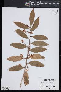 Leucothoe axillaris image