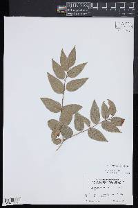 Agarista populifolia image