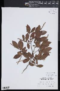 Eubotrys racemosa image