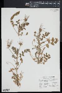 Erodium moschatum image