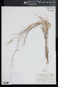 Aristida oligantha image