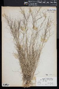 Aristida oligantha image