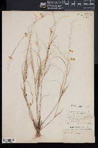 Aristida oligantha image