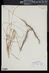 Aristida purpurascens image