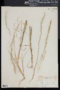 Aristida purpurascens image