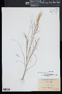 Aristida tuberculosa image