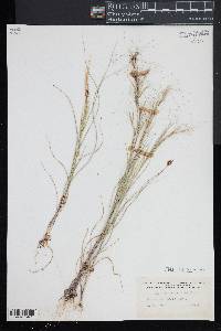 Aristida tuberculosa image