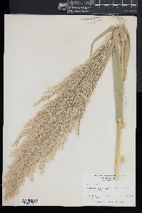 Arundo donax image