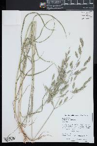 Bromus arvensis image