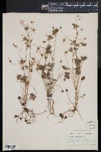 Geranium columbinum image