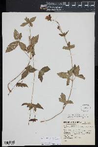 Geranium hernandesii image