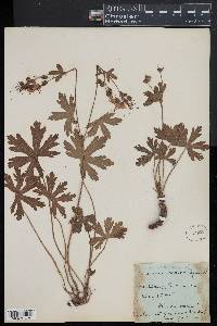 Geranium lucidum image