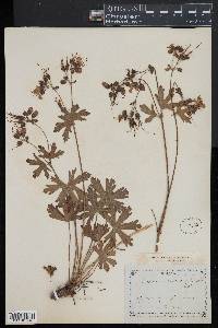 Geranium lucidum image