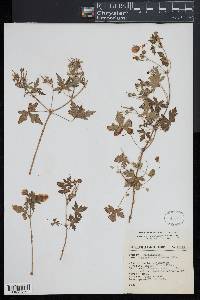Geranium mexicanum image