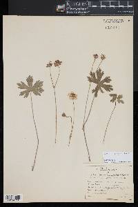 Geranium oreganum image