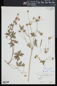 Geranium oreganum image