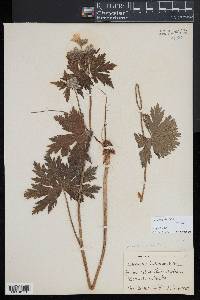 Geranium oreganum image