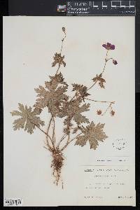 Geranium palustre image