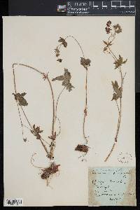 Geranium palustre image