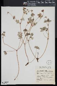 Image of Geranium potentillifolium