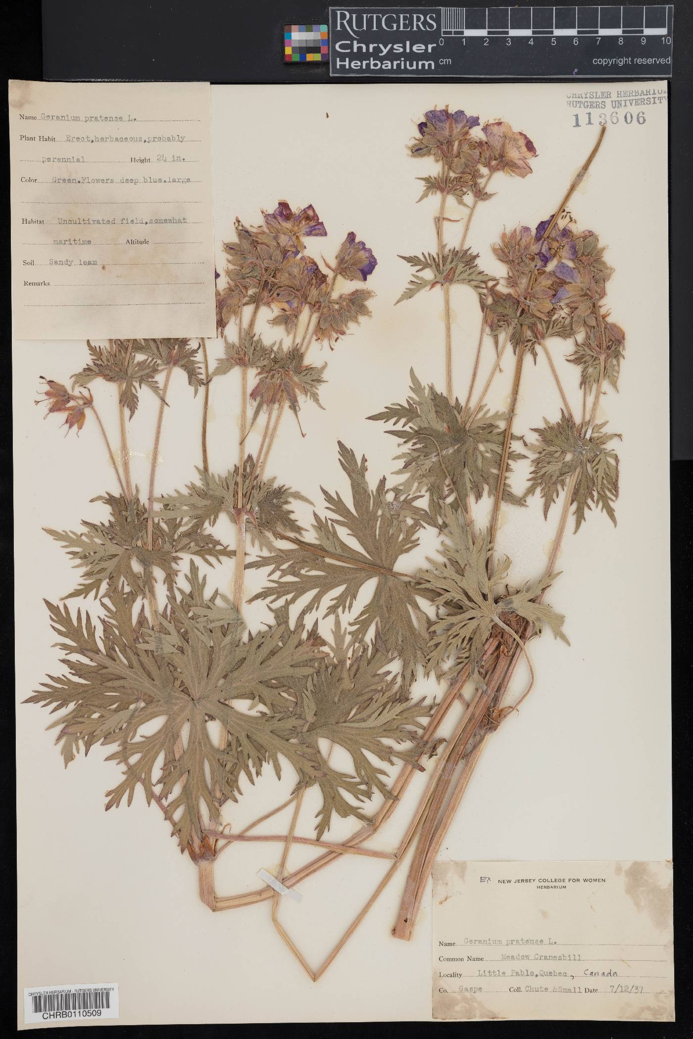 Geranium pratense image