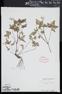 Geranium robertianum image