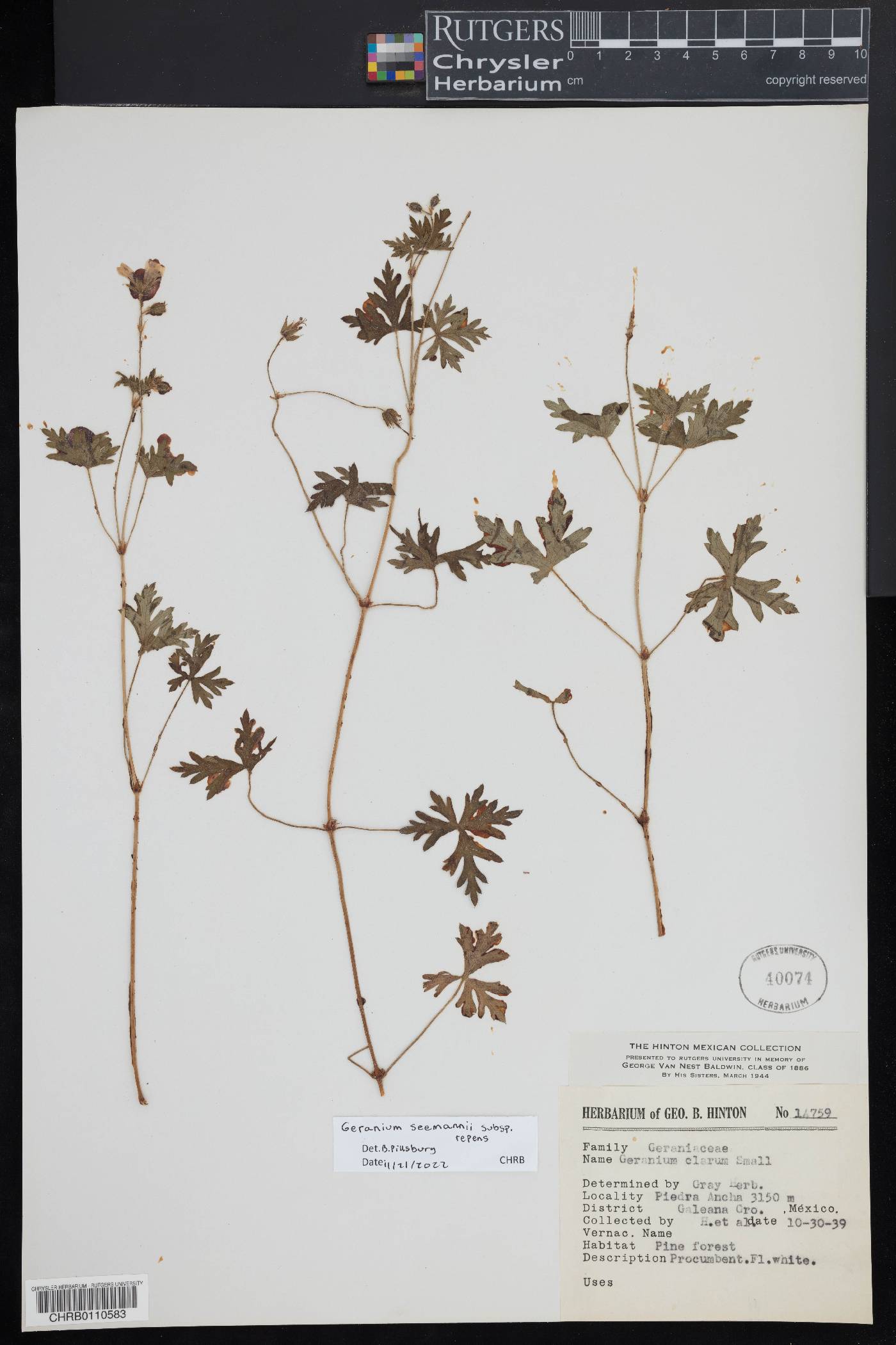 Geranium seemannii subsp. repens image