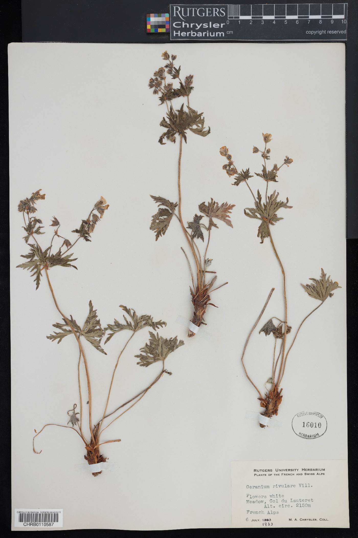 Geranium rivulare image