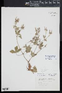 Geranium thunbergii image