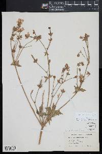 Geranium viscosissimum image