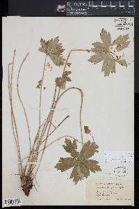 Geranium viscosissimum image