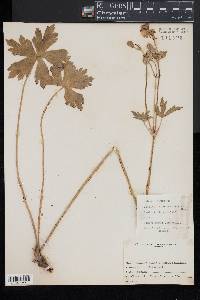 Geranium viscosissimum image