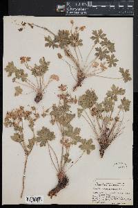 Geranium viscosissimum image